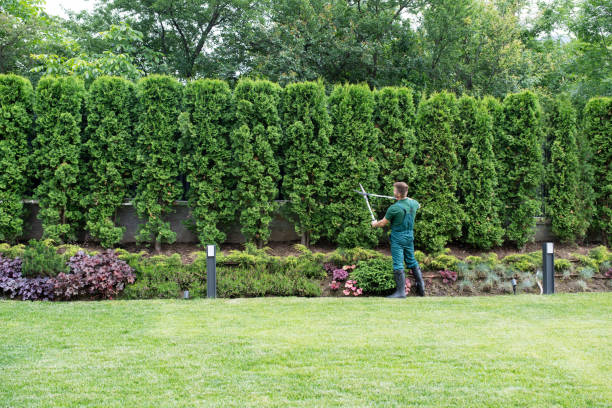 Tree Root Removal in Somerset, PA